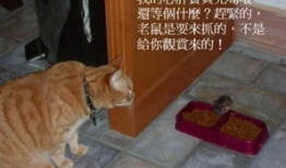猫捉老鼠视频,一场欢乐的追逐大戏